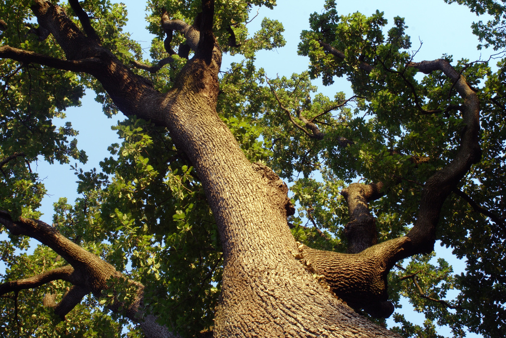 oak canopy